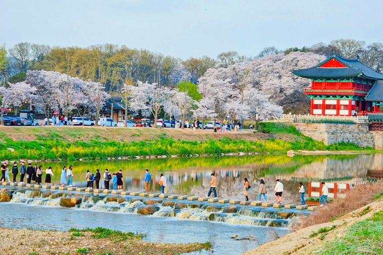 Busan: Spring Cherry Blossom & Gyeongju Highlights Day Tour