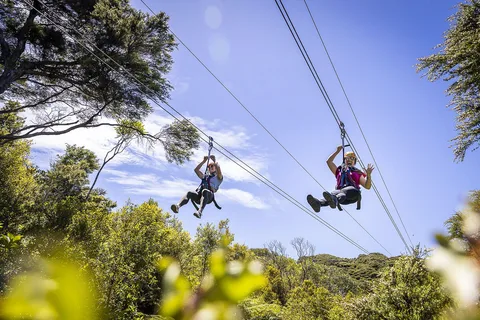 Ilha Waiheke: Passeio de tirolesa e aventura na floresta nativa