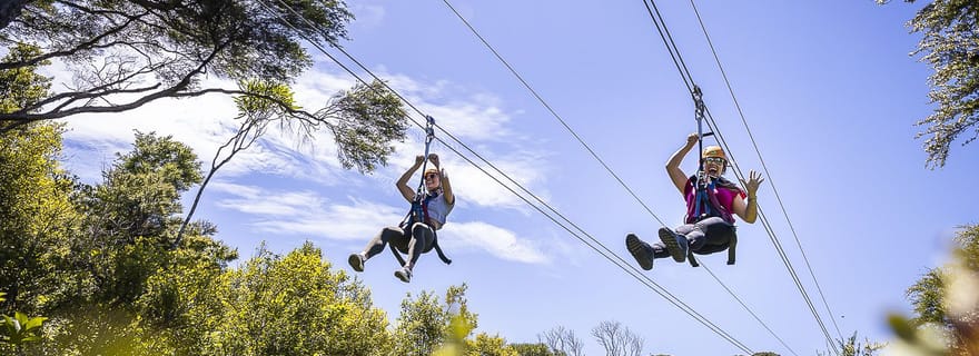 Île Waiheke : Zipline et aventure dans la forêt indigène