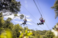 Waiheke Island, Zipline and Native Forest Adventure Trip - Housity