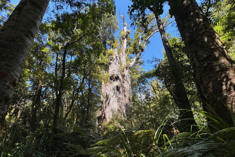 Waipoua Forest: Tane Mahuta & Kauri Museum from Auckland