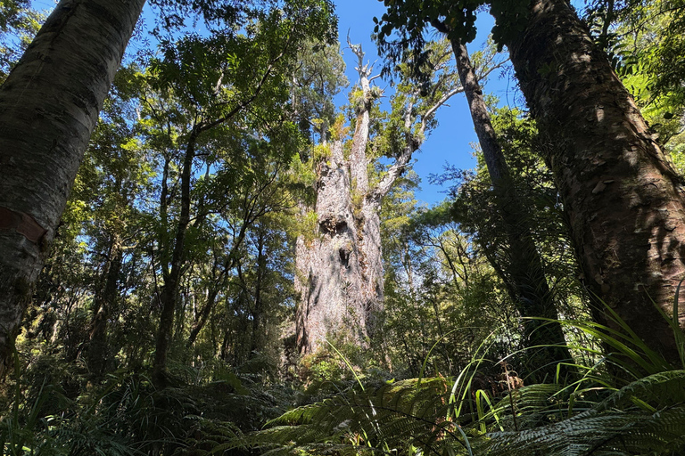 Waipoua Forest: Tane Mahuta & Kauri Museum from Auckland