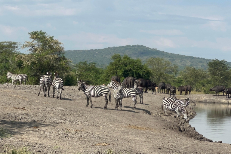 4 Daagse Rwanda Wildlife Tour & Oeganda Gorilla Trektocht