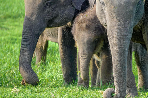 Minneriya: Full-Day 4x4 Safari, Secret Trails & Jungle Lunch Full Day Safari