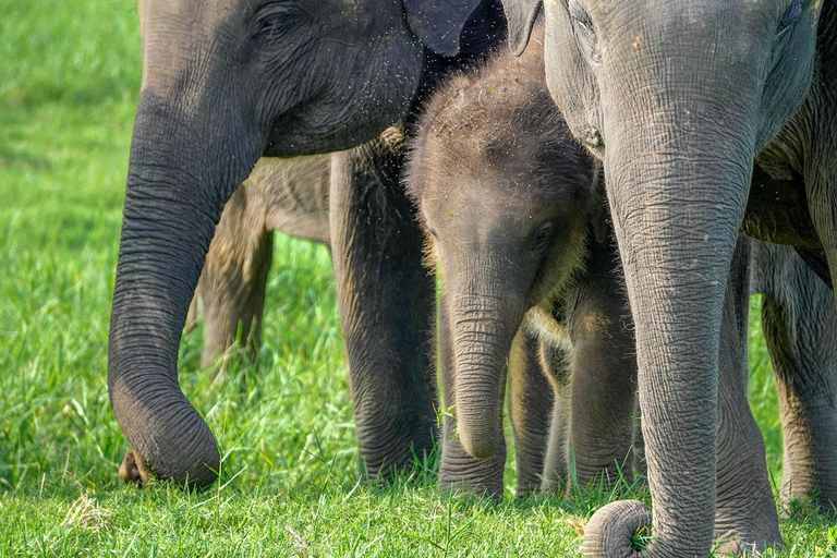 Minneriya: Full-Day 4x4 Safari, Secret Trails & Jungle Lunch Full Day Safari