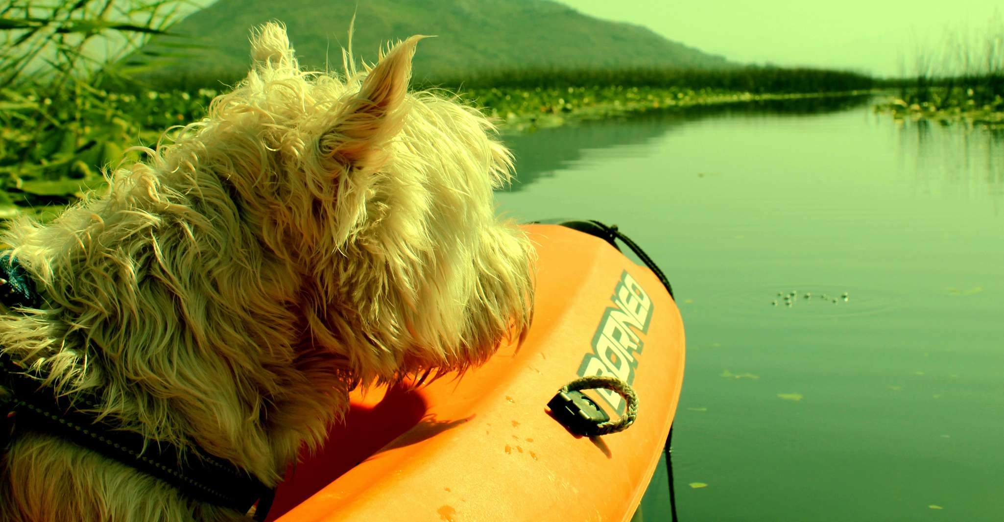 Kayak Adventure, Paddle your way through Lake Skadar - Housity