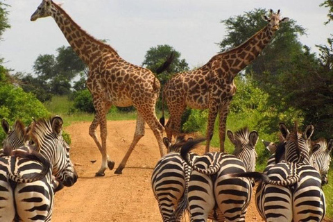 Półdniowa wycieczka do Parku Narodowego Nairobi