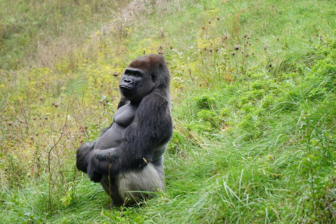 Entebbe, Uganda: 6-Day Gorilla Tracking and Wildlife Safari