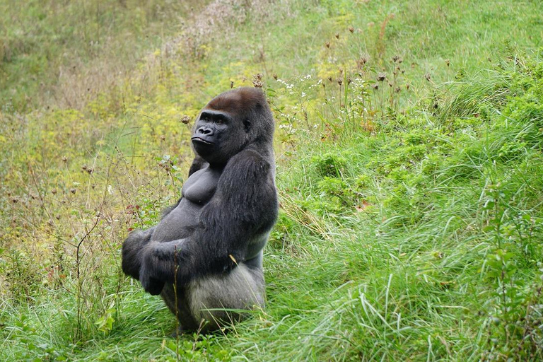 Entebbe, Uganda: 6-Day Gorilla Tracking and Wildlife Safari