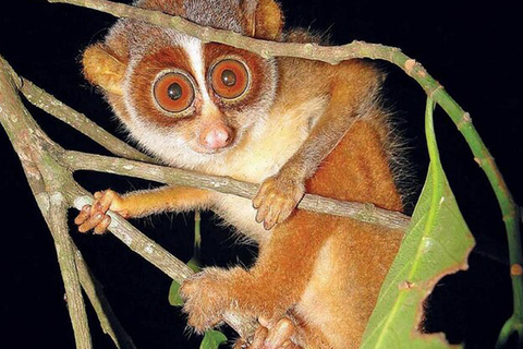 From Sigiriya: Sigiriya City Night Wildlife Safari Adventure