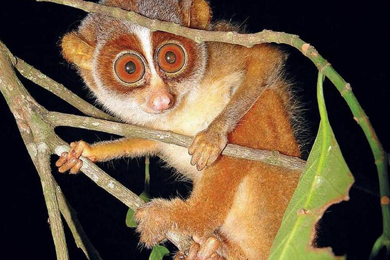 From Sigiriya: Sigiriya City Night Wildlife Safari Adventure