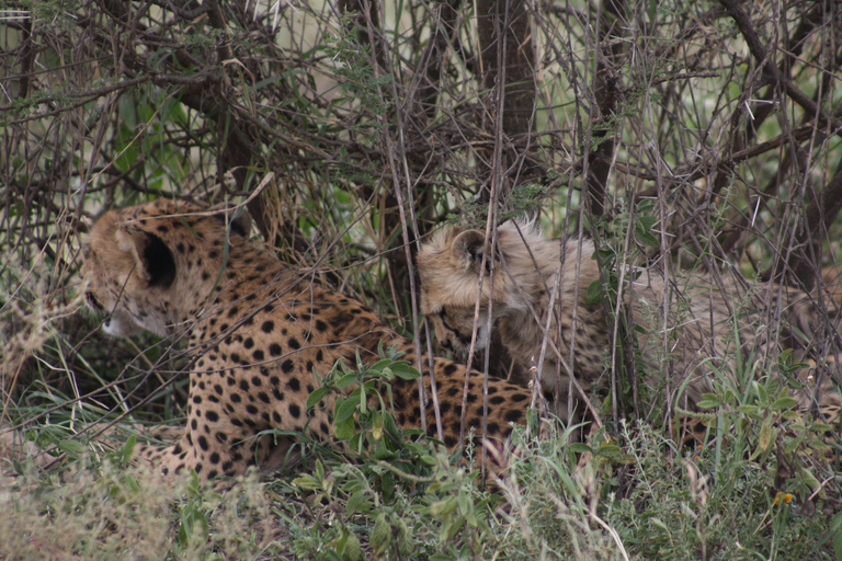 Arusha: 3-Day Safari to Tarangire, Lake Manyara, and …