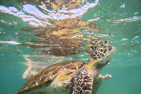Mirissa Snorkeling Tour with Turtle Adventure and Free Video