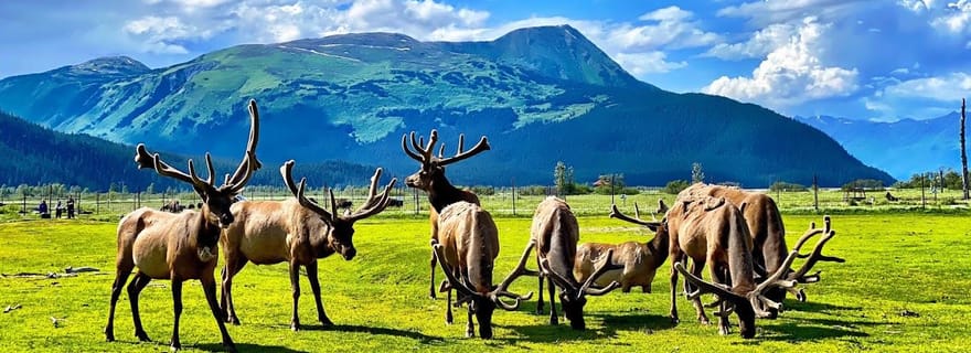 Centre de la faune sauvage avec déjeuner et dégustation de bières locales