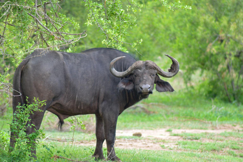 Victoria Falls: Sambesi-Nationalpark PirschfahrtMorgendliche Pirschfahrt