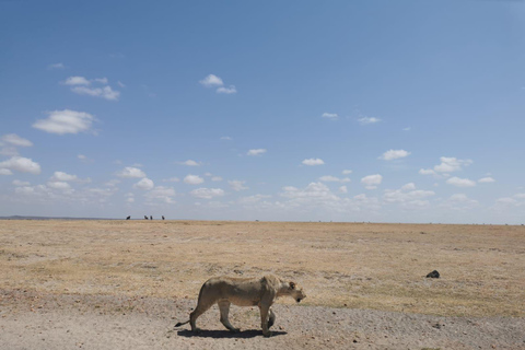 2-tägige Pirschfahrt im Amboseli-Nationalpark von Nairobi aus