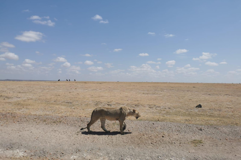 2-tägige Pirschfahrt im Amboseli-Nationalpark von Nairobi aus