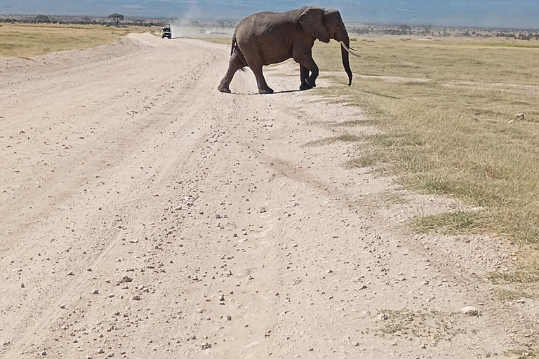 Nairobi: Amboseli National Park and Maasai Village Day Trip