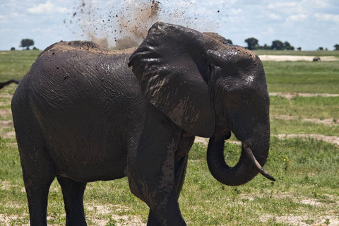Livingstone: Chobe Safari, Crocodile viewing & Village Tour