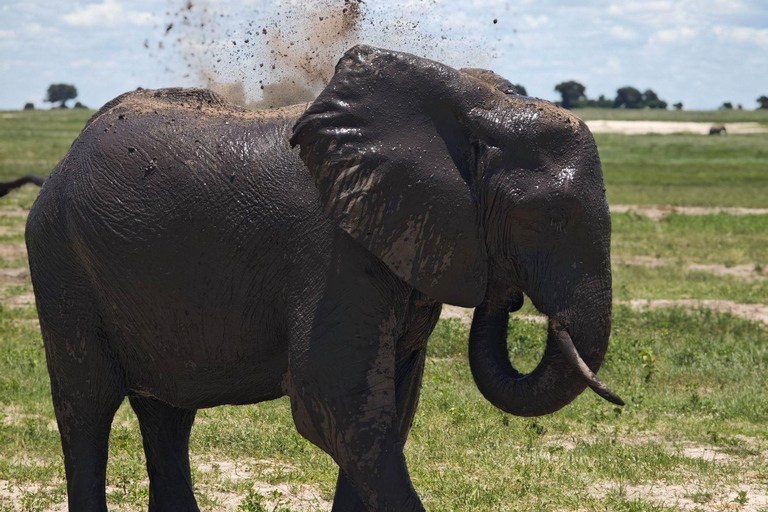Livingstone: Chobe Safari, Crocodile viewing & Village Tour