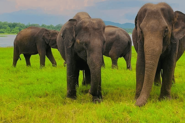 Minneriya National Park: Half-Day Evening Jeep Safari