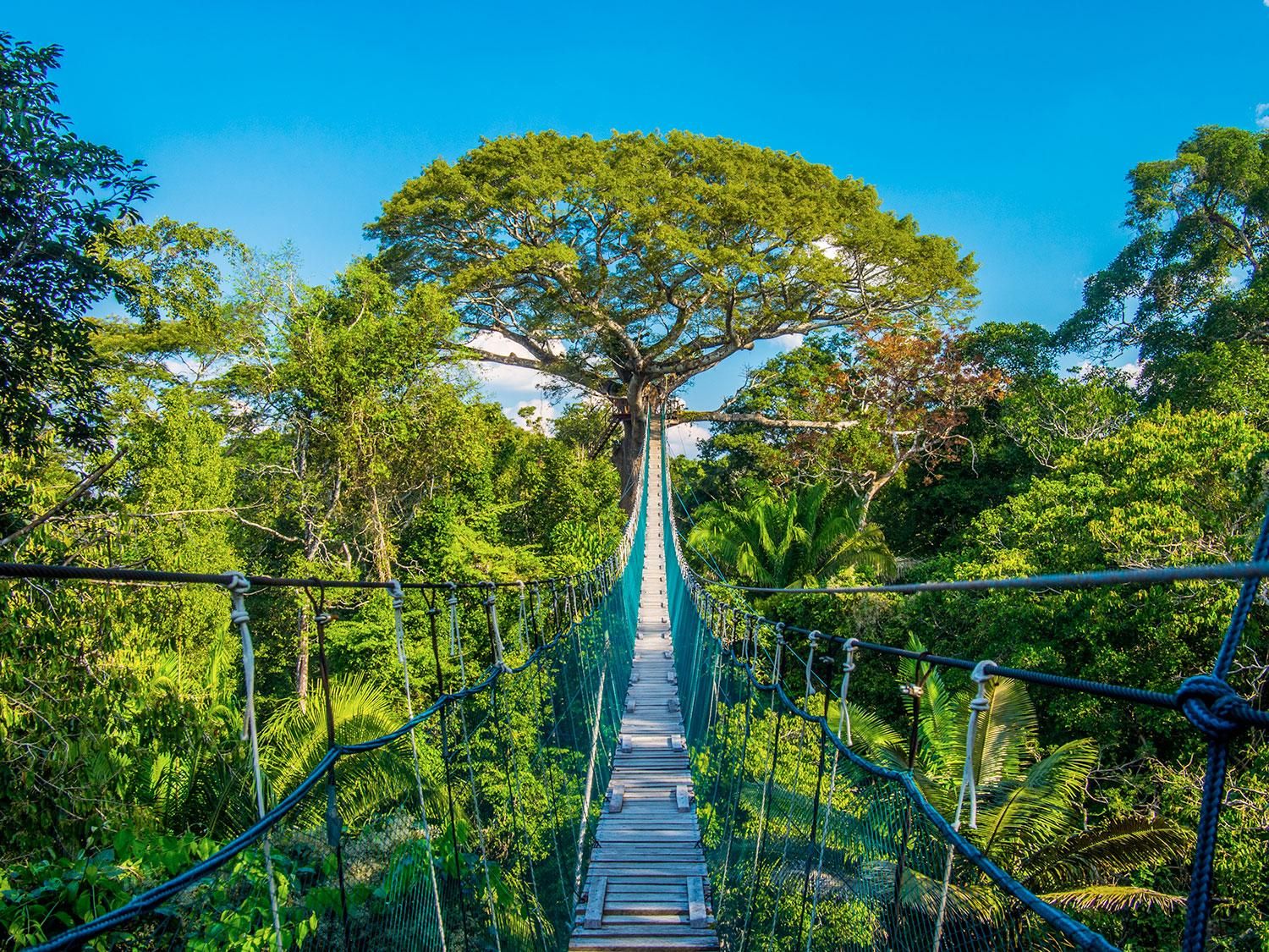 Iquitos: Ganztagestour durch den Dschungel | Amazonas-Safari