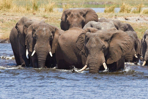 7-Day Mobile Camping Safari in Chobe & Moremi Private Tour in English