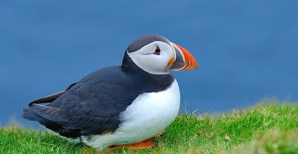 From Edinburgh: 6-Day Shetland & Northernmost Explorer Tour