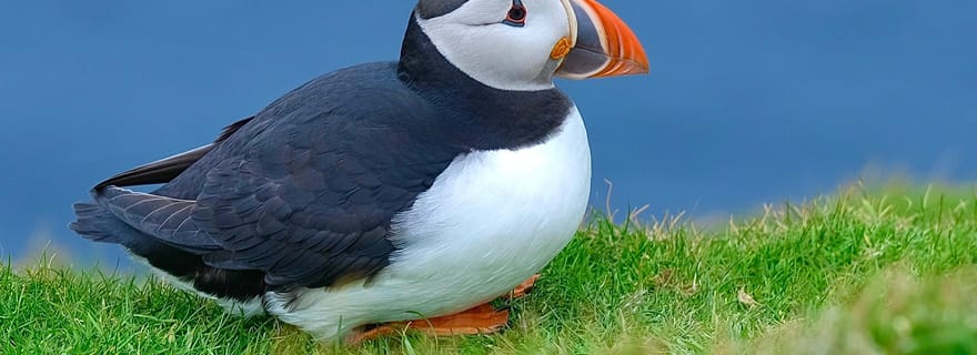 Au départ d'Édimbourg : 6 jours d'exploration des Shetland et de Nothernmost