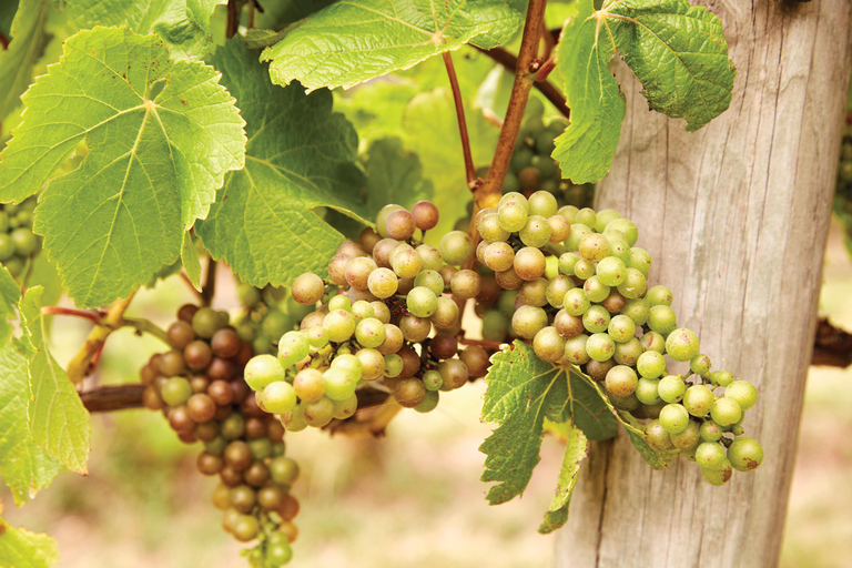 Melbourne: Excursão às fontes termais e vinícolas da Península Mornington