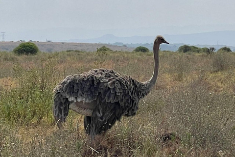 Nairobi: National Park, Elephant Orphanage & Giraffe Center