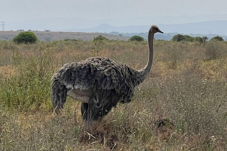 Nairobi: National Park, Elephant Orphanage & Giraffe Center