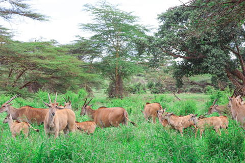 Tour in Nairobi National Park in een 4X4 Landcruiser