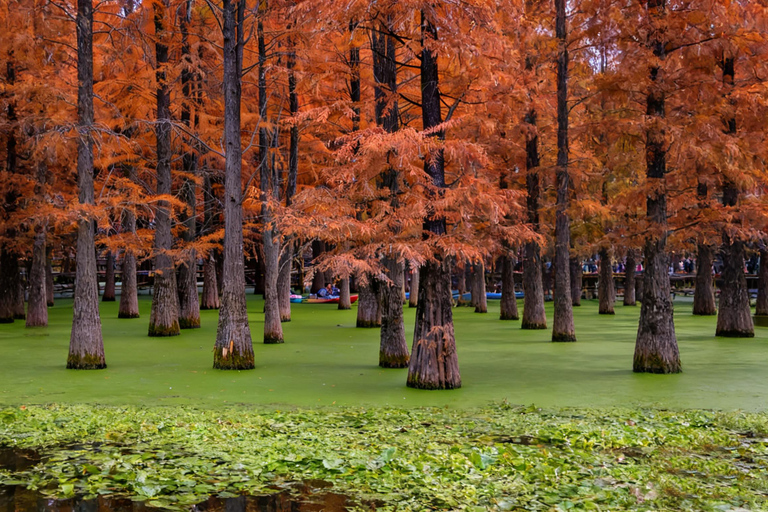 Shanghai: Matcha Lake & West Lake Day Trip by Train