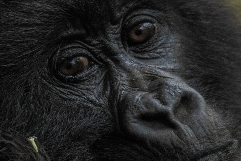 2 jours de randonnée dans les gorillesKigali : Excursion à la découverte des gorilles