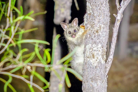 From Perth: Australian Animal Night Safari