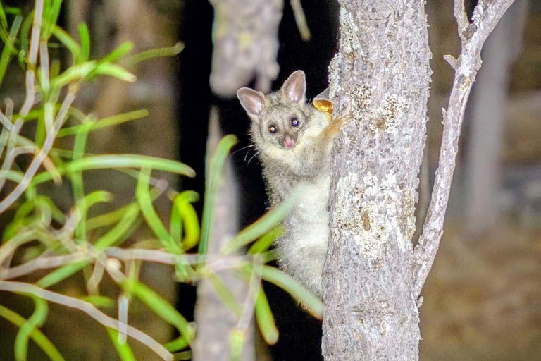 From Perth: Australian Animal Night Safari