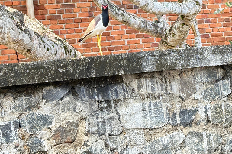 Bentota: River Boat Safari and Tuk-Tuk Ride with Pickup-Drop