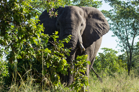 Maputo in 4 days: Elephant Safari, Marine Safari, and Beach Maputo in 4 Days: Elephant Safari, Marine Safari, and Beach