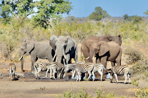 All inclusive 2 dagars Kruger Safari från Johannesburg