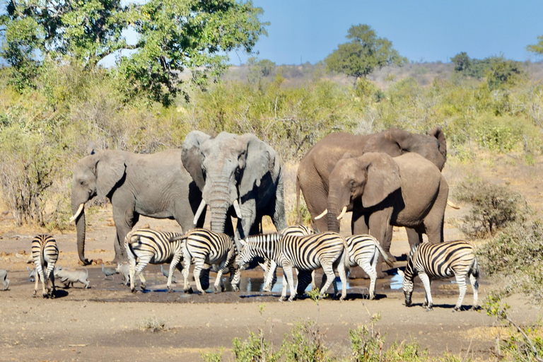 All inclusive 2 dagars Kruger Safari från Johannesburg