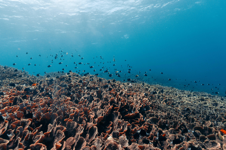 From Bali: Private Half-Day Snorkeling Tour to Nusa Penida Half Day Private Boat Trip with Hotel Transfers
