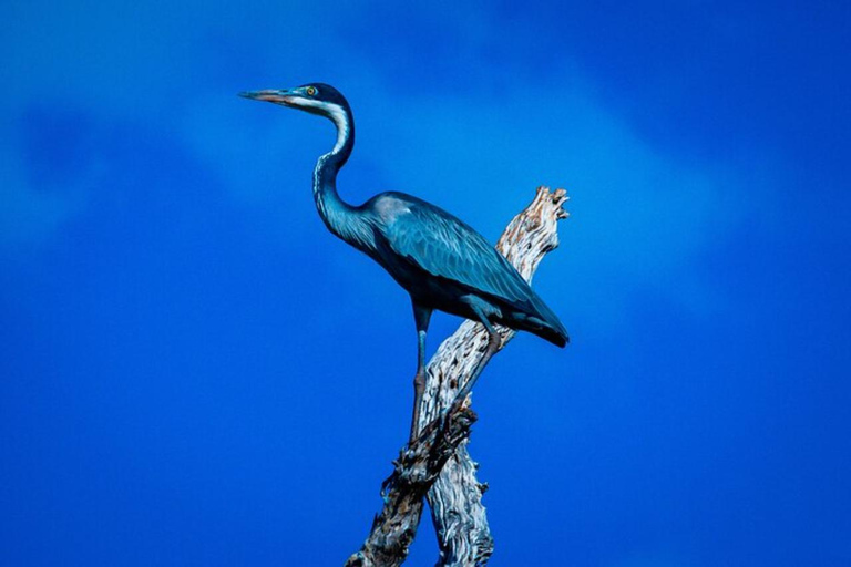 Mombasa/Diani: 3 Days Private Tsavo East & West Safari