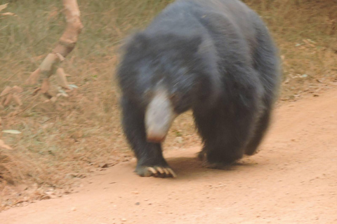 Yala/Mirissa: All Inclusive Full-Day Safari at Yala Park Mirissa/Weligama: All Inclusive Full-Day Safari at Yala Park