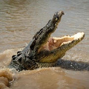 Darwin: Adelaide River Cruises, Jumping Crocodile Experience
