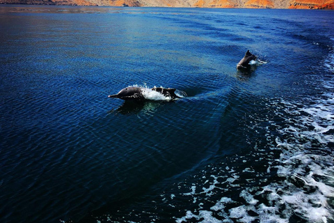 从迪拜-RAK：哈萨布游船--观赏海豚和浮潜