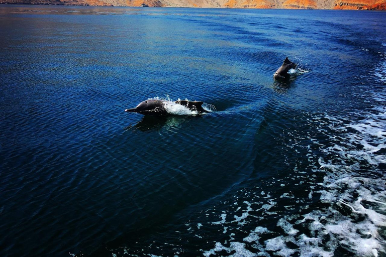 从迪拜-RAK：哈萨布游船--观赏海豚和浮潜