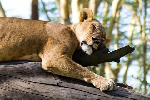 Lake Nakuru National Park Day Trip from Nairobi.