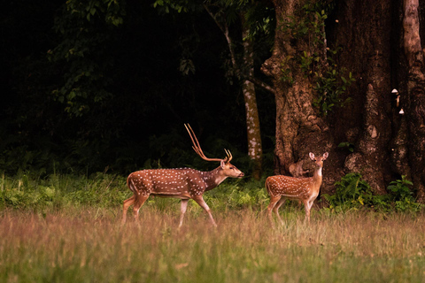 Chitwan: 3-daagse rondleiding door nationaal park met wildsafariChitwan: 3-daagse rondreis door het nationale park met wildsafari