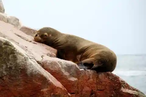 De Paracas: Excursão às Ilhas Ballestas com tudo incluído